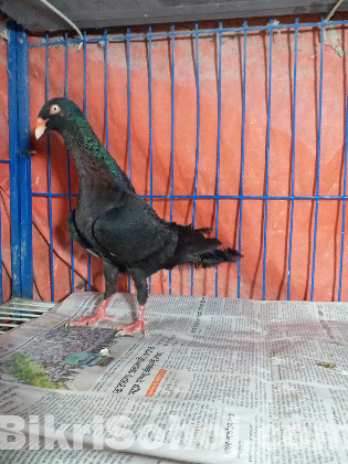 কবুতর